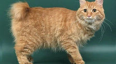 Курил бобтал